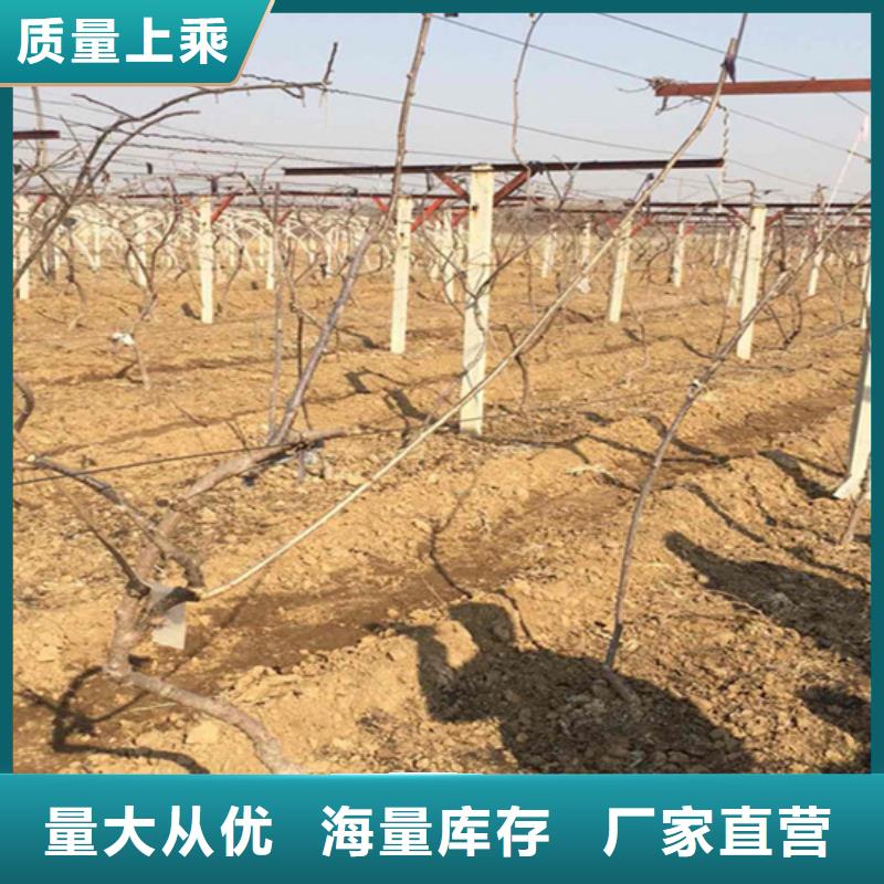 猕猴桃苹果苗安心购