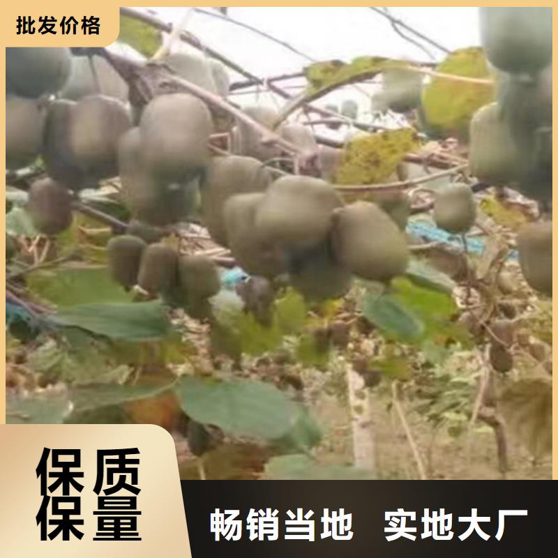 猕猴桃苹果苗安心购