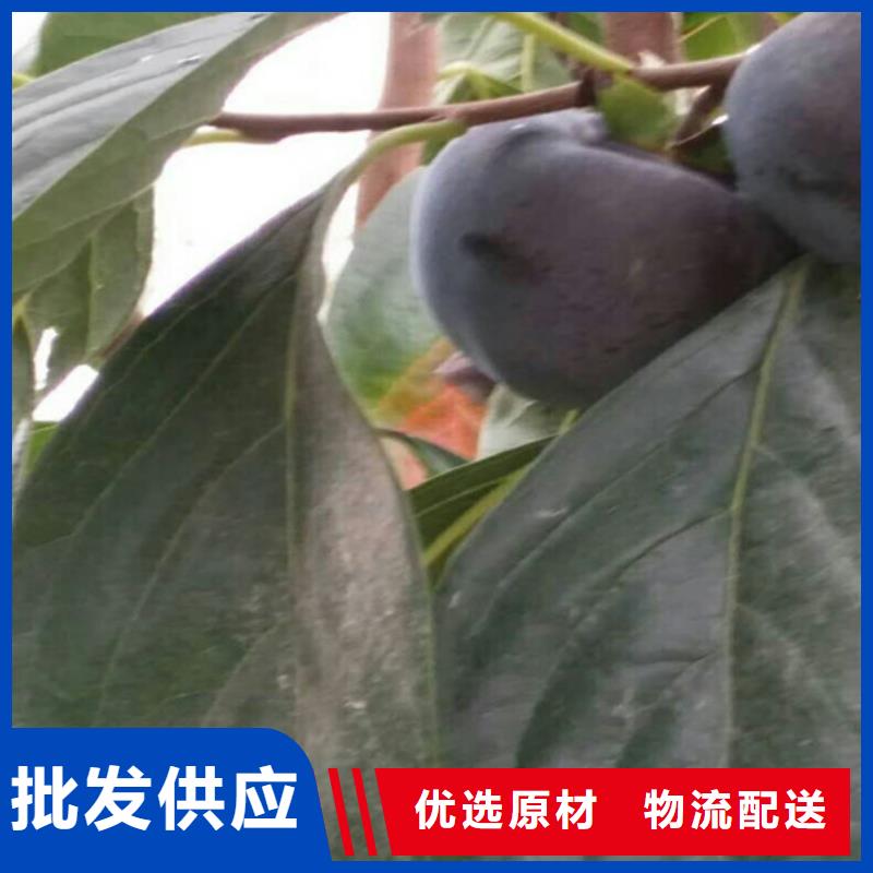北美冬青-视频-汤阴|文峰|南阳|新乡|三门峡|郑州|漯河|洛阳|焦作轩园北美冬青_ 轩园园艺场(安阳市分公司)