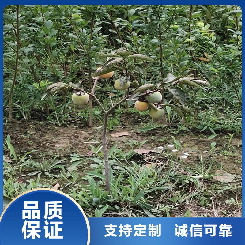 柿子樱桃苗买的是放心