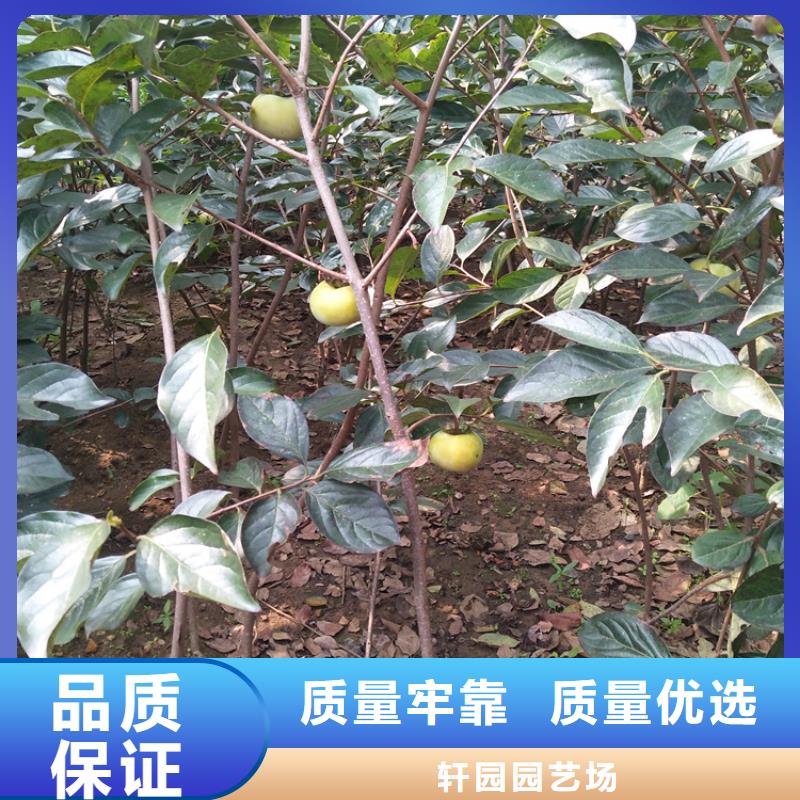 北美冬青-视频-北美冬青(轩园)覆盖地域广西省崇左市凭祥|宁明|来宾|贵港|防城港|南宁