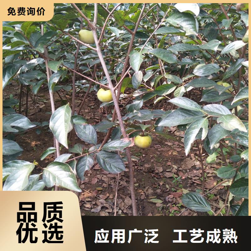 柿子,蓝莓苗按需设计