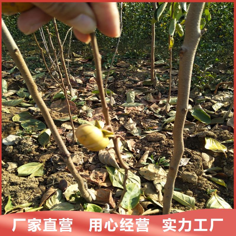 北美冬青-视频-北美冬青(轩园)覆盖地域广西省崇左市凭祥|宁明|来宾|贵港|防城港|南宁