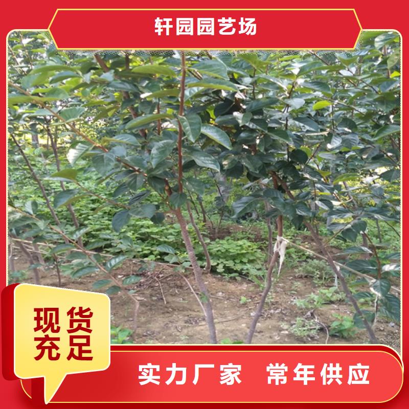 【柿子-3公分石榴苗诚信商家】