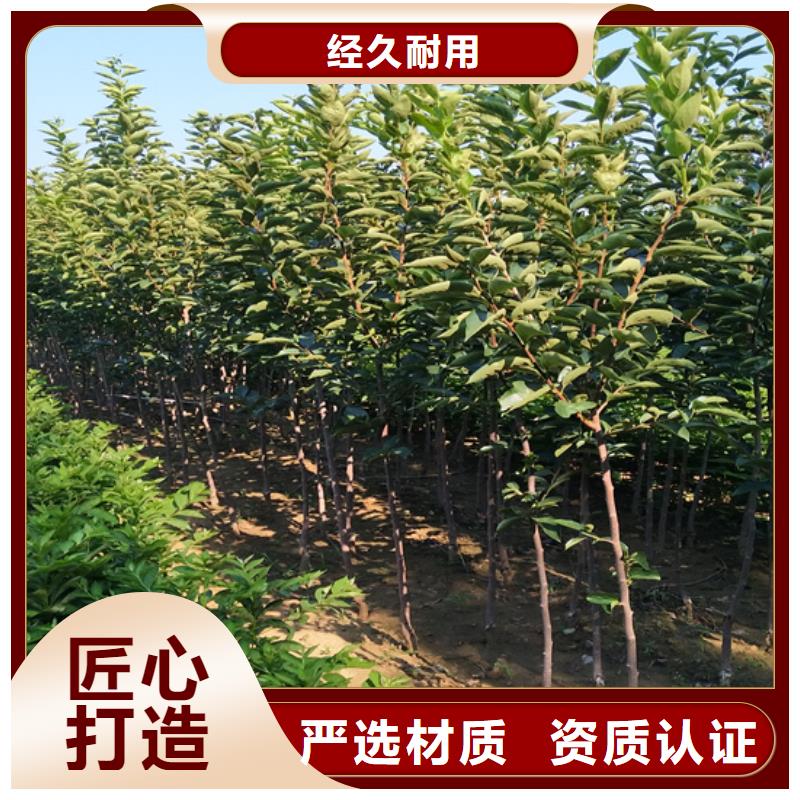 柿子樱桃苗买的是放心
