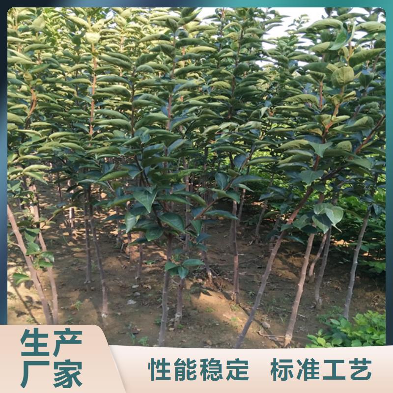 柿子,蓝莓苗按需设计