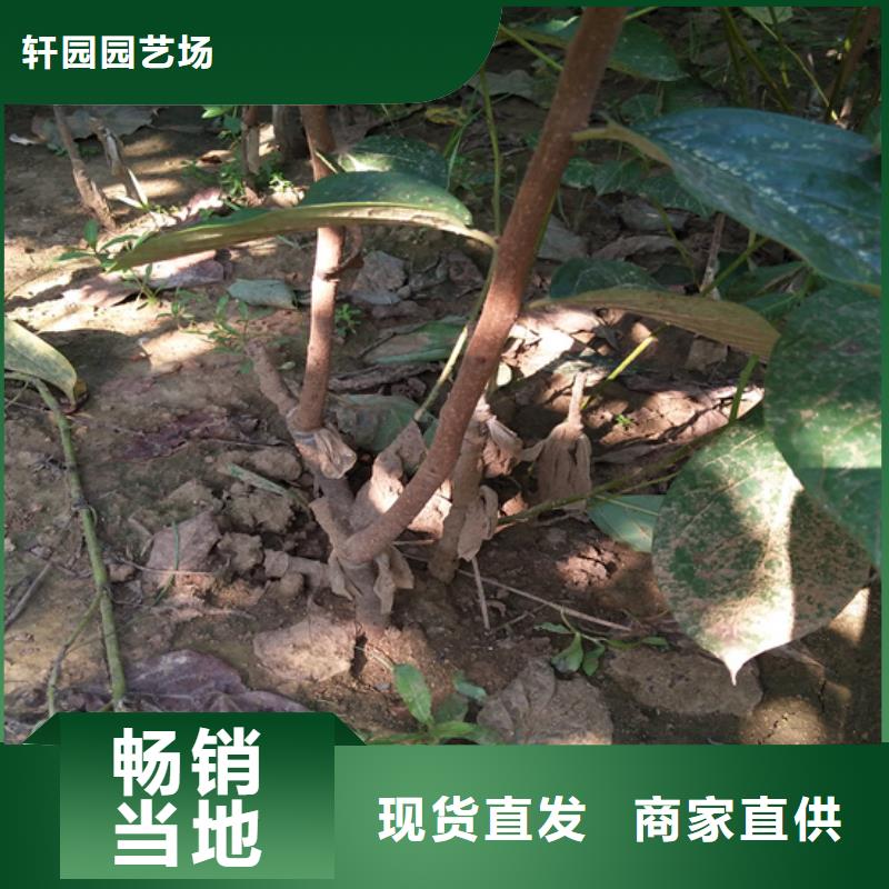 北美冬青-视频-北美冬青(轩园)覆盖地域广西省崇左市凭祥|宁明|来宾|贵港|防城港|南宁