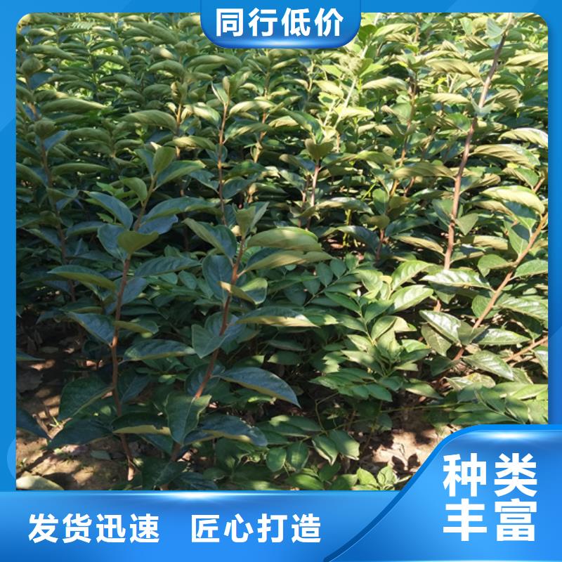 北美冬青-视频-北美冬青(轩园)覆盖地域广西省崇左市凭祥|宁明|来宾|贵港|防城港|南宁