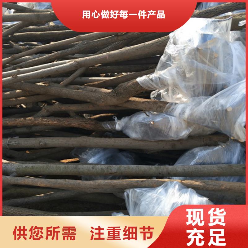 北美冬青-视频-汤阴|文峰|南阳|新乡|三门峡|郑州|漯河|洛阳|焦作轩园北美冬青_ 轩园园艺场(安阳市分公司)