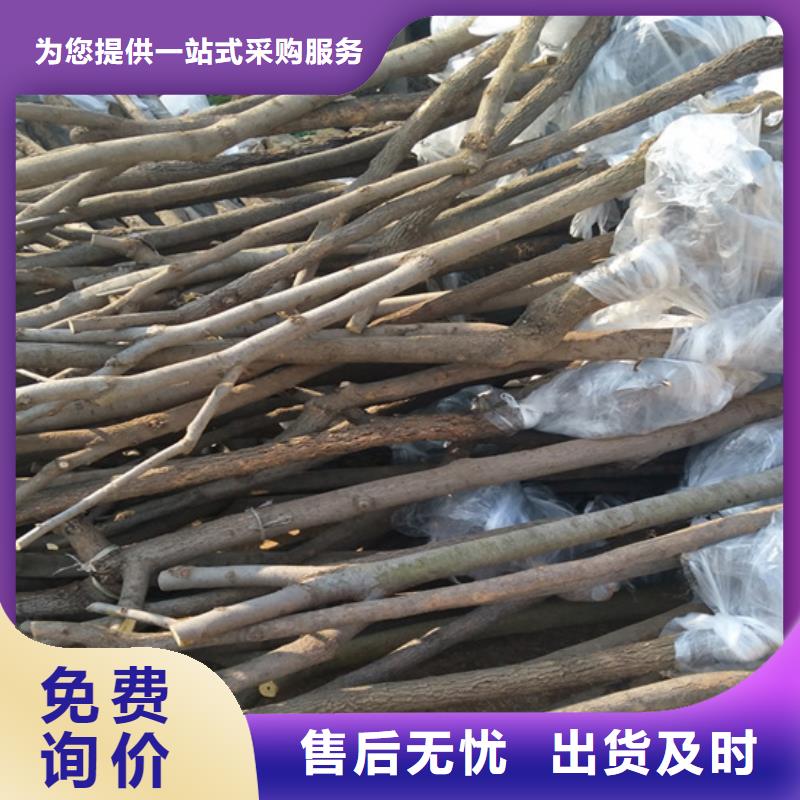 北美冬青-视频-北美冬青(轩园)覆盖地域广西省崇左市凭祥|宁明|来宾|贵港|防城港|南宁