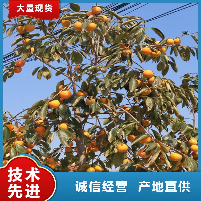 柿子樱桃苗买的是放心