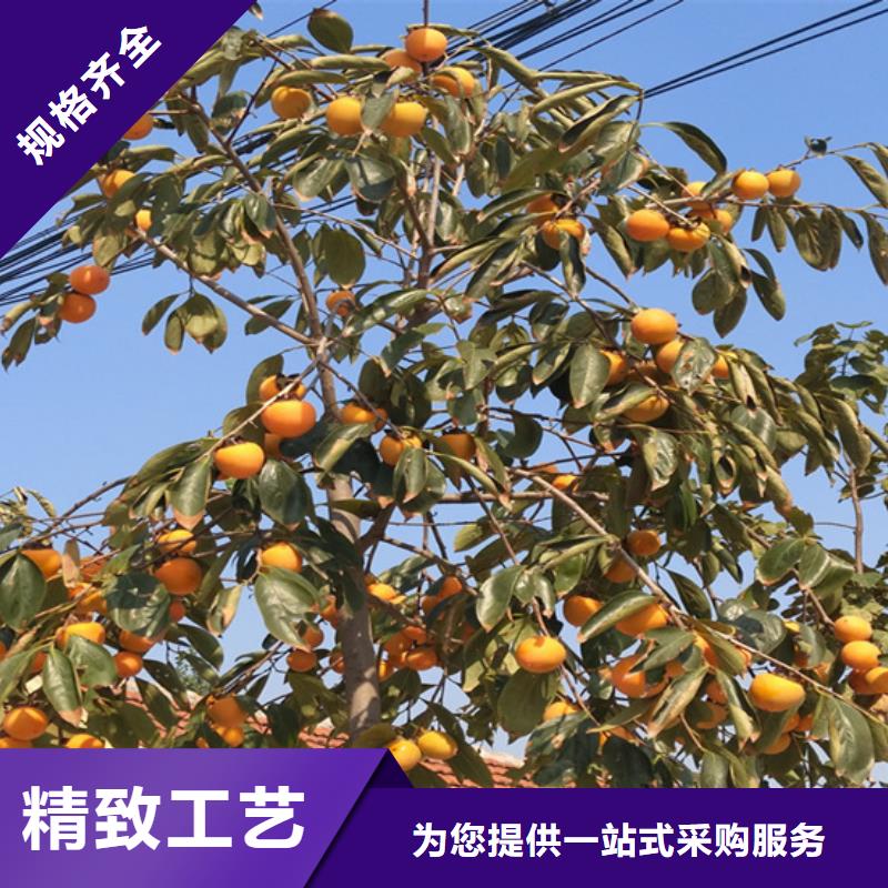 【柿子-3公分石榴苗诚信商家】
