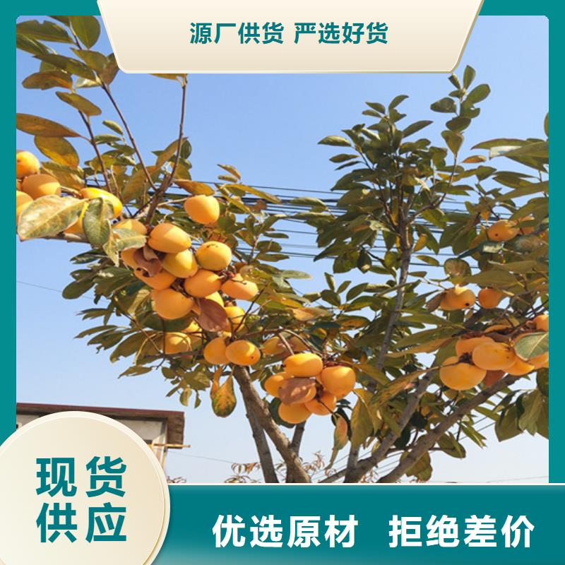 柿子,蓝莓苗按需设计