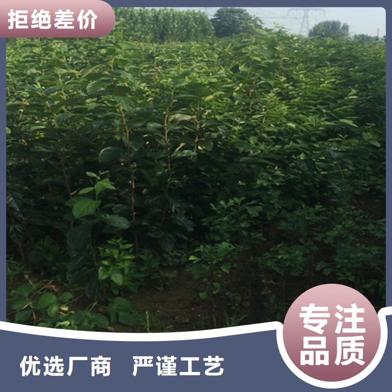 【柿子-3公分石榴苗诚信商家】