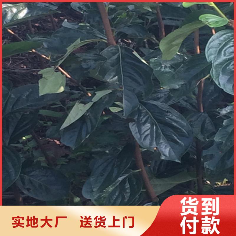 北美冬青-视频-汤阴|文峰|南阳|新乡|三门峡|郑州|漯河|洛阳|焦作轩园北美冬青_ 轩园园艺场(安阳市分公司)