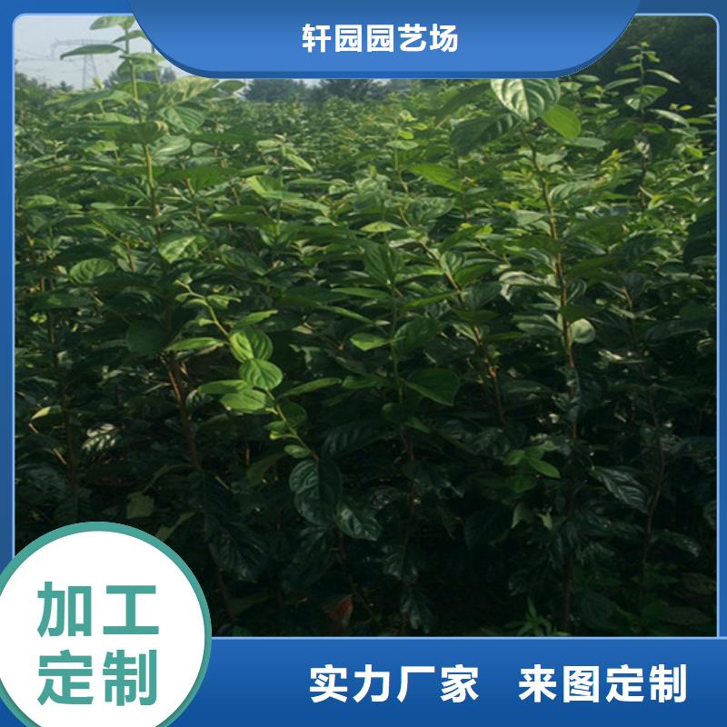 北美冬青-视频-汤阴|文峰|南阳|新乡|三门峡|郑州|漯河|洛阳|焦作轩园北美冬青_ 轩园园艺场(安阳市分公司)