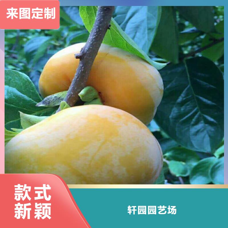 柿子樱桃苗买的是放心