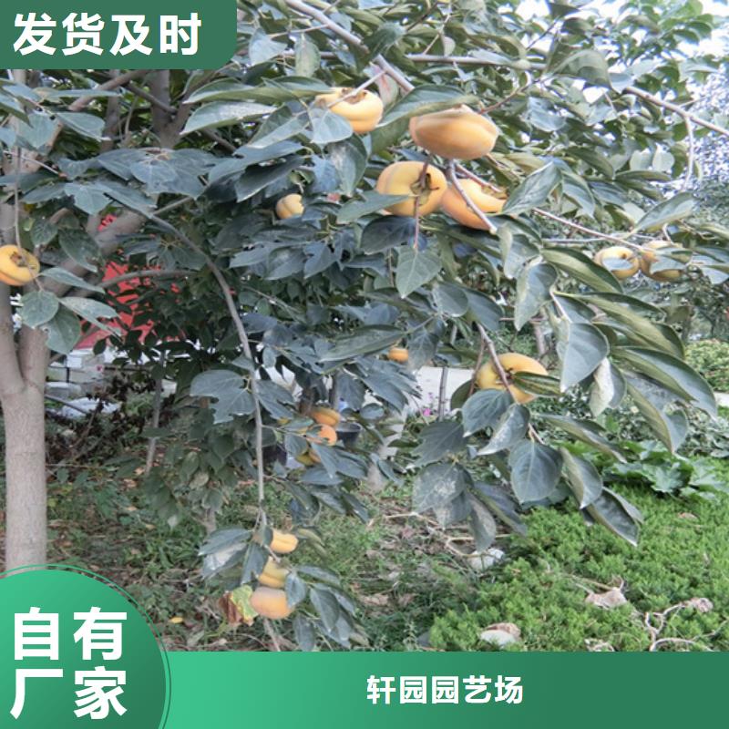 北美冬青-视频-北美冬青(轩园)覆盖地域广西省崇左市凭祥|宁明|来宾|贵港|防城港|南宁