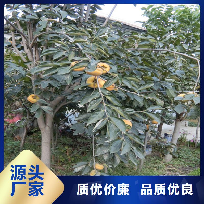 北美冬青-视频-汤阴|文峰|南阳|新乡|三门峡|郑州|漯河|洛阳|焦作轩园北美冬青_ 轩园园艺场(安阳市分公司)