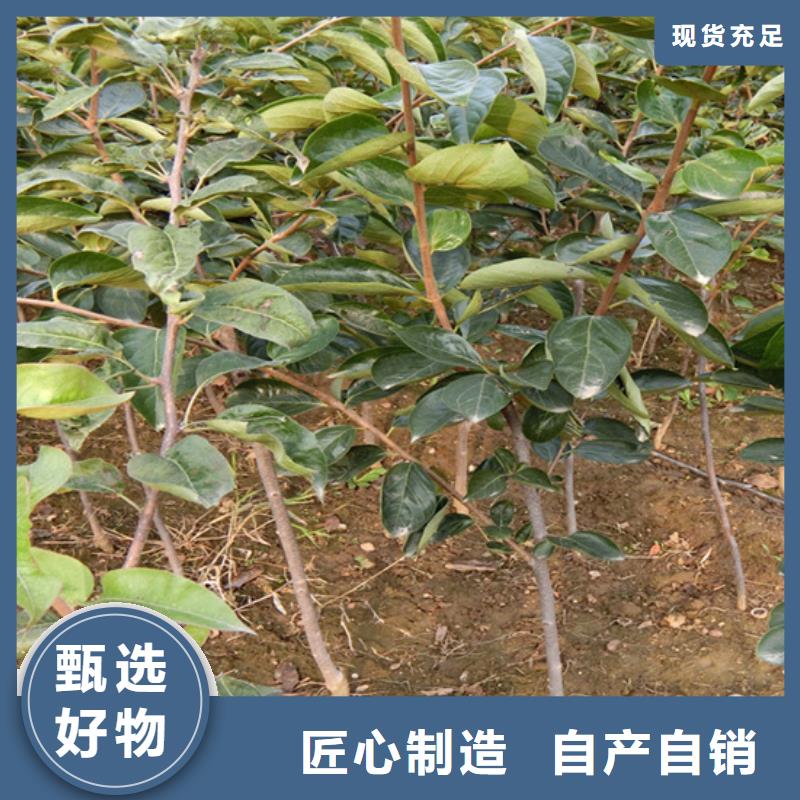 北美冬青-视频-汤阴|文峰|南阳|新乡|三门峡|郑州|漯河|洛阳|焦作轩园北美冬青_ 轩园园艺场(安阳市分公司)