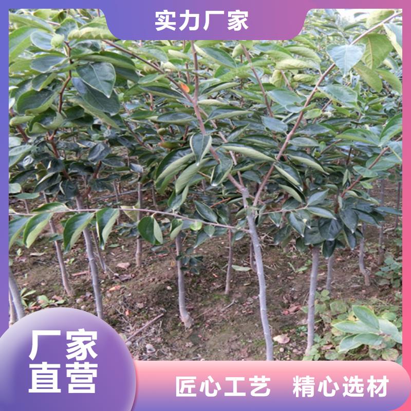 北美冬青-视频-北美冬青(轩园)覆盖地域广西省崇左市凭祥|宁明|来宾|贵港|防城港|南宁