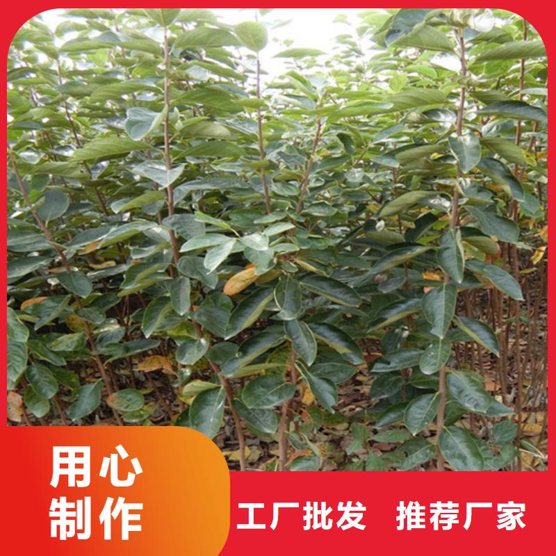 北美冬青-视频-北美冬青(轩园)覆盖地域广西省崇左市凭祥|宁明|来宾|贵港|防城港|南宁