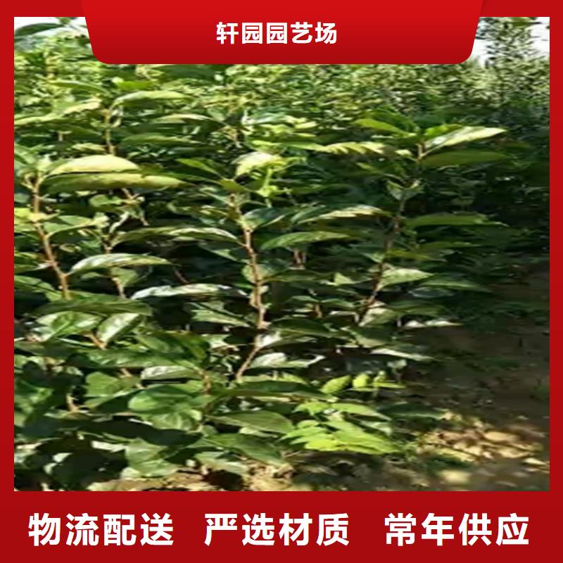 北美冬青-视频-北美冬青(轩园)覆盖地域广西省崇左市凭祥|宁明|来宾|贵港|防城港|南宁