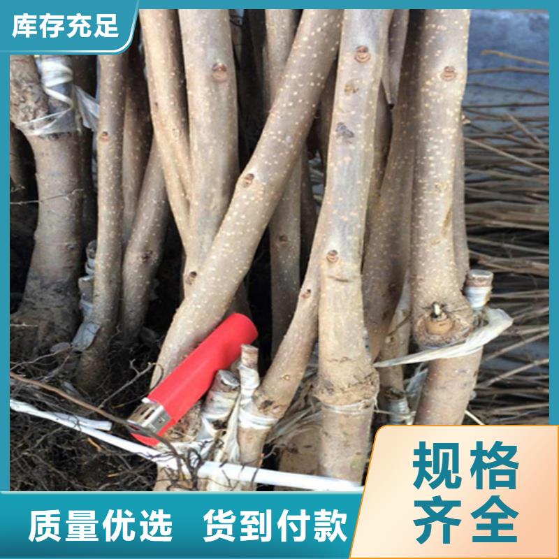 柿子樱桃苗买的是放心