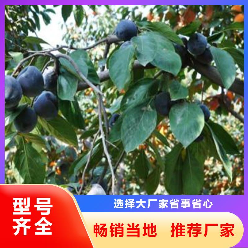 北美冬青-视频-汤阴|文峰|南阳|新乡|三门峡|郑州|漯河|洛阳|焦作轩园北美冬青_ 轩园园艺场(安阳市分公司)