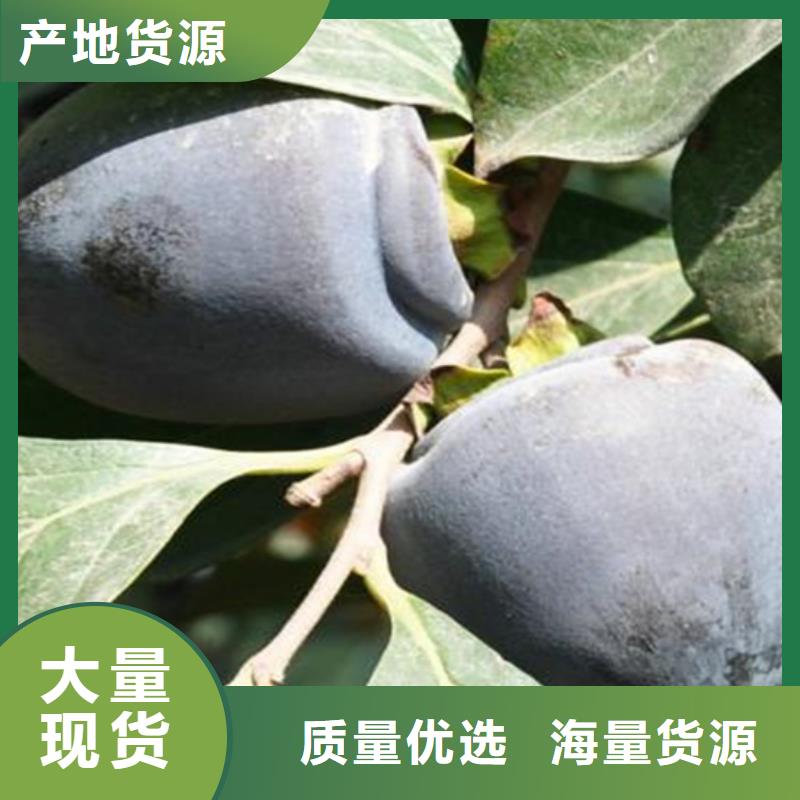 北美冬青-视频-汤阴|文峰|南阳|新乡|三门峡|郑州|漯河|洛阳|焦作轩园北美冬青_ 轩园园艺场(安阳市分公司)