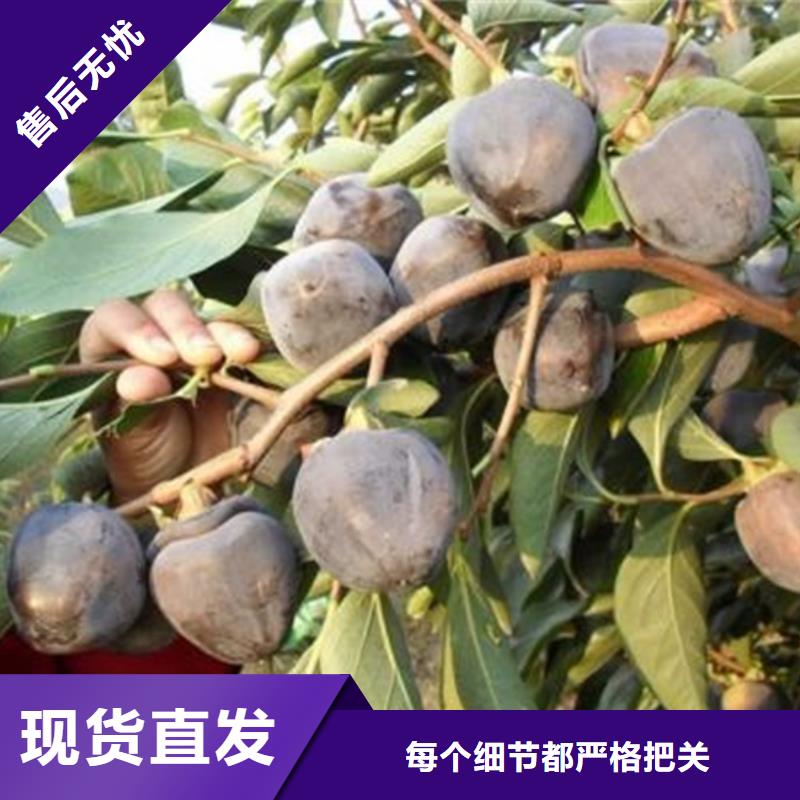 柿子,蓝莓苗按需设计