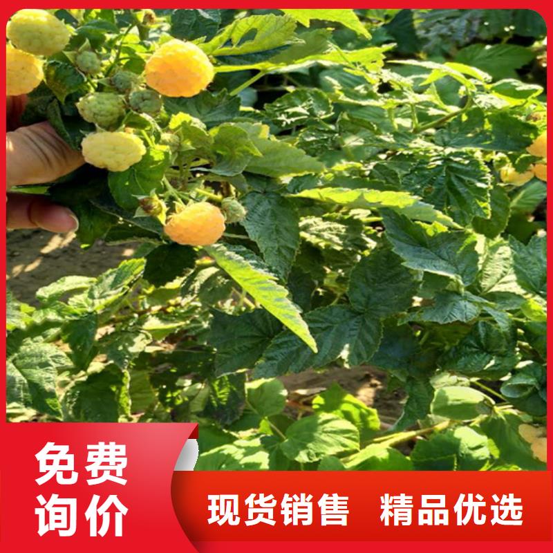 北美冬青视频-北美冬青-轩园园艺场(湖北省分公司)服务区域孝感|鄂州|武汉|随州|黄石|咸宁|襄阳