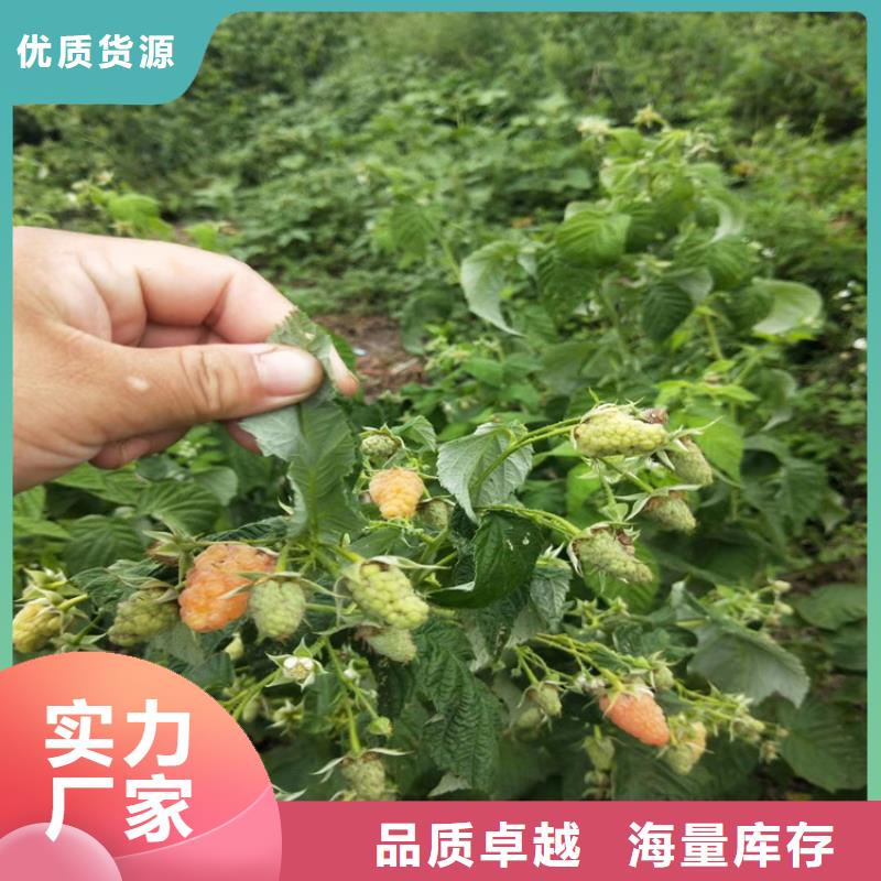树莓西瓜苗服务周到