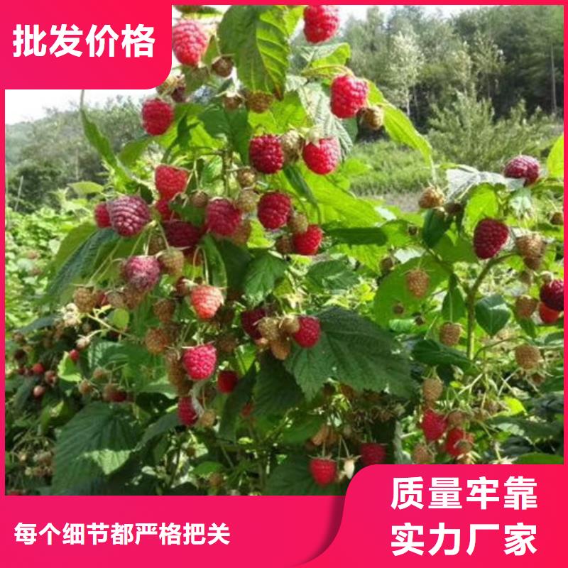 北美冬青-视频-南昌|宜春|新余|赣州北美冬青不只是质量好-轩园园艺场(江西省分公司)