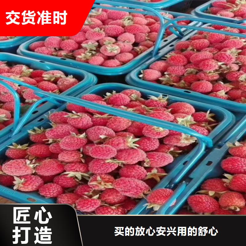 北美冬青-视频-北美冬青-湖北省宜昌市兴山|远安|黄冈|随州|鄂州|荆门|恩施|襄阳|十堰该地制造商
