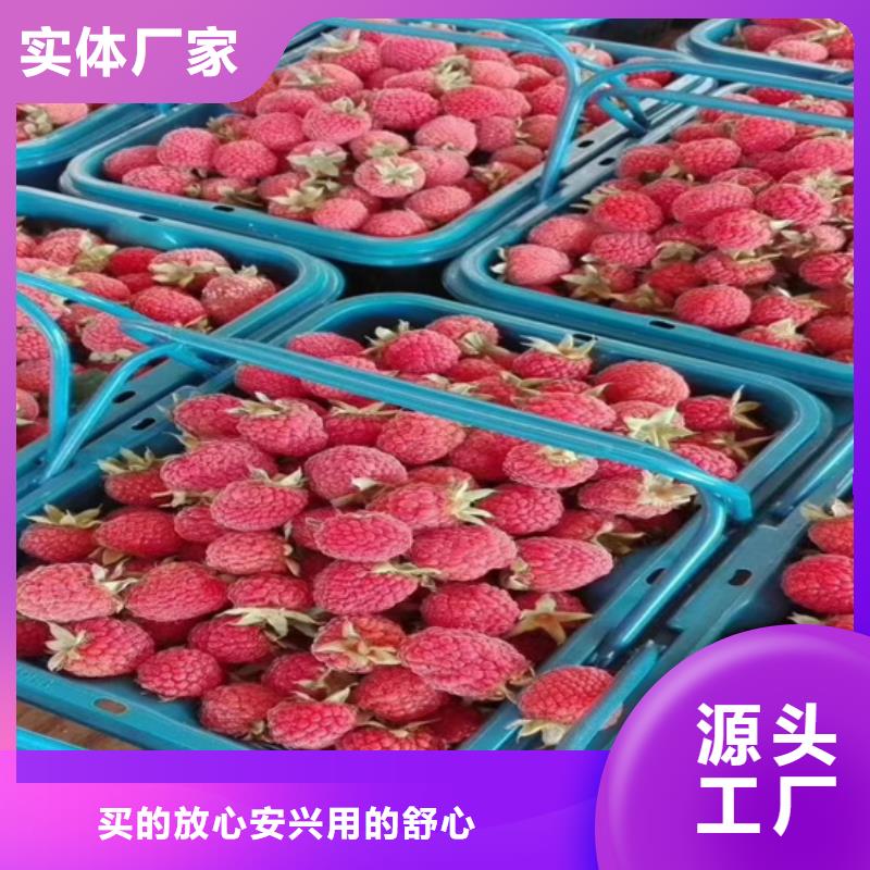 树莓西瓜苗服务周到