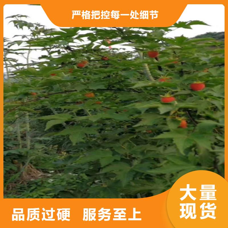 北美冬青-视频-南昌|宜春|新余|赣州北美冬青不只是质量好-轩园园艺场(江西省分公司)