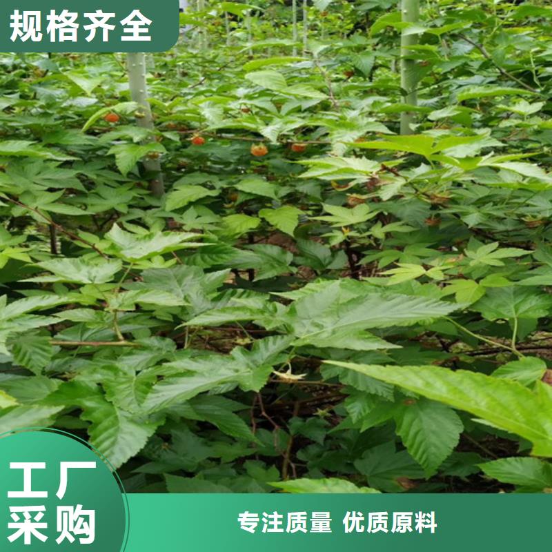 北美冬青-视频-南昌|宜春|新余|赣州北美冬青不只是质量好-轩园园艺场(江西省分公司)