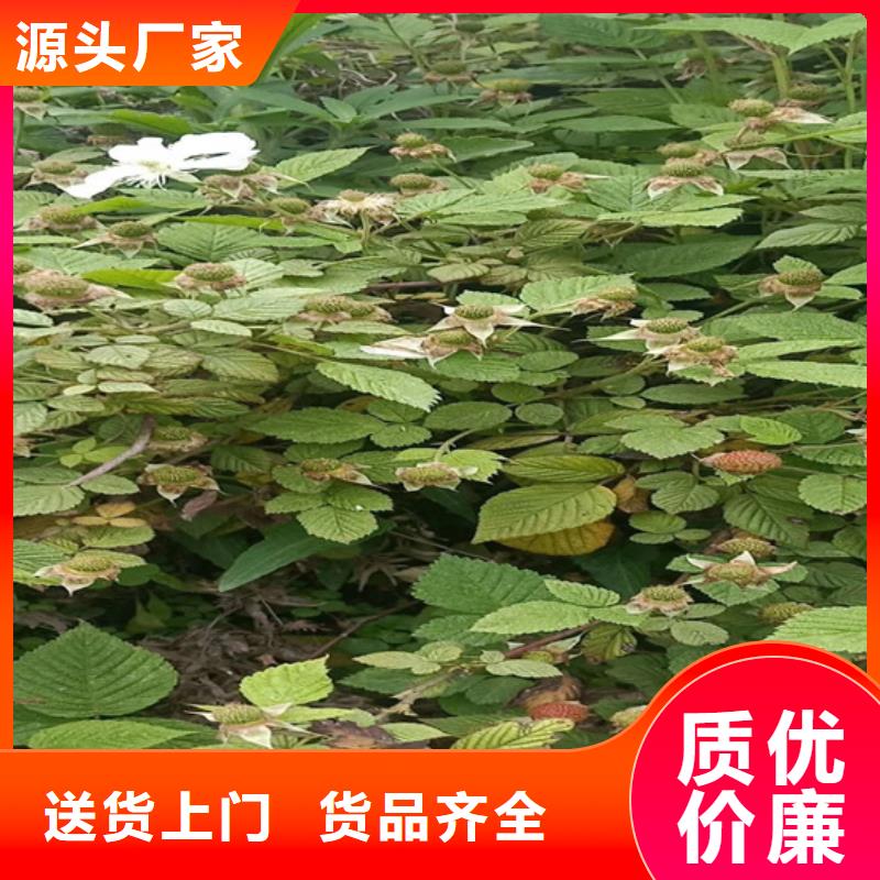 树莓桃树苗库存充足