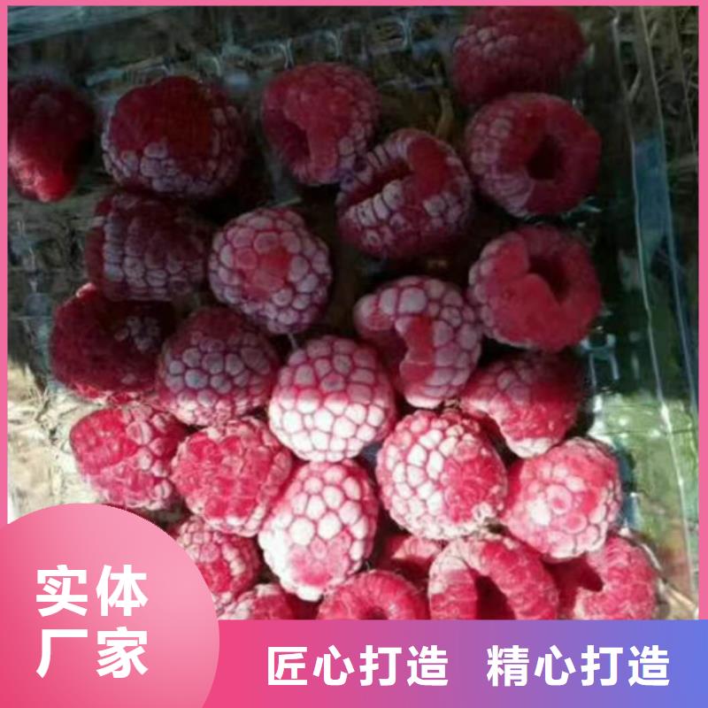 北美冬青-视频-北美冬青-湖北省宜昌市兴山|远安|黄冈|随州|鄂州|荆门|恩施|襄阳|十堰该地制造商