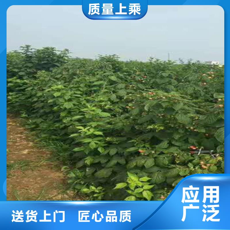 树莓苹果苗好货直供