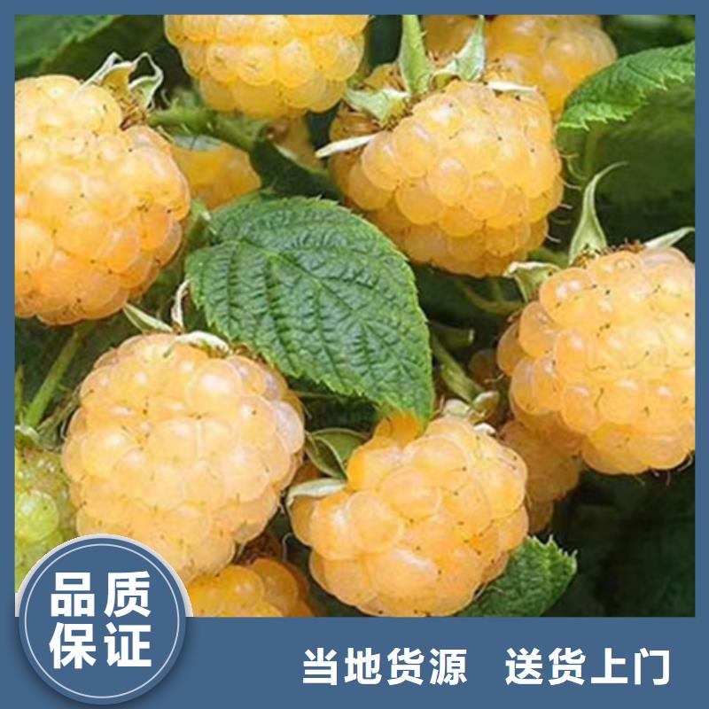 树莓西瓜苗服务周到