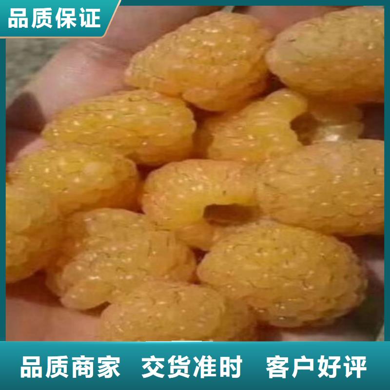 树莓,3公分软籽石榴苗为您精心挑选