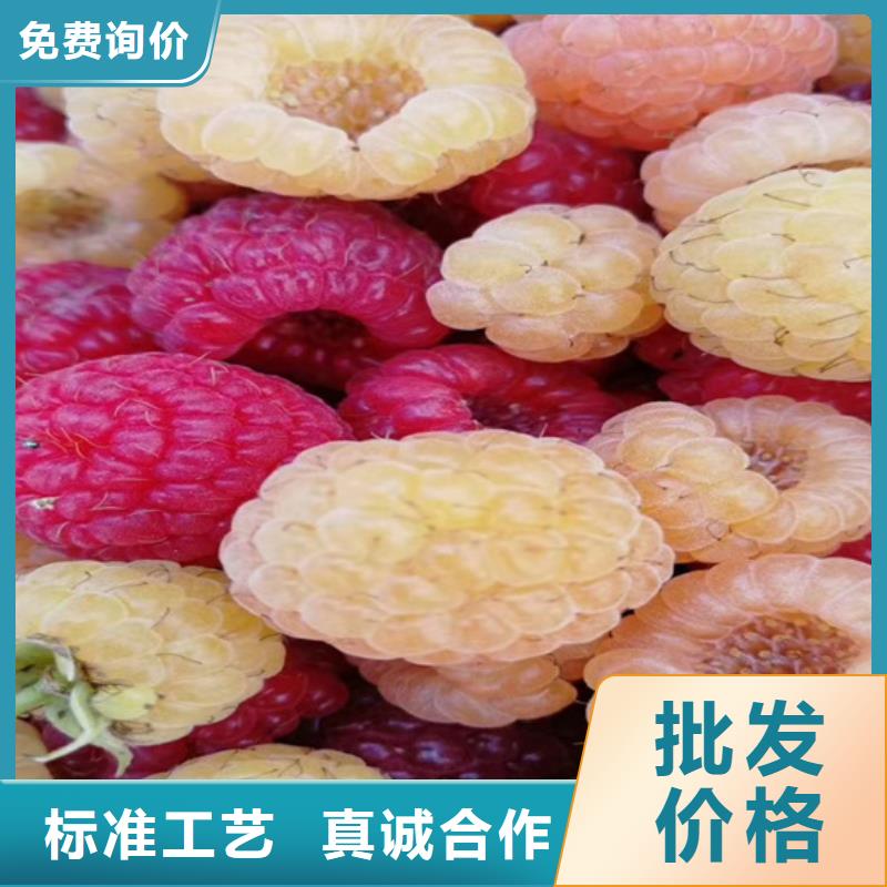北美冬青视频-北美冬青-轩园园艺场(湖北省分公司)服务区域孝感|鄂州|武汉|随州|黄石|咸宁|襄阳