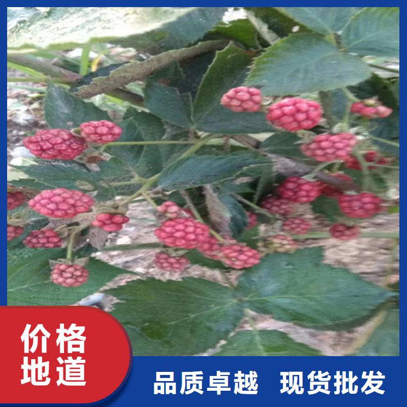 树莓,3公分软籽石榴苗为您精心挑选