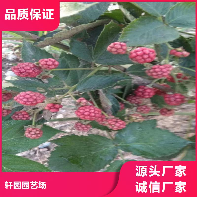 北美冬青-视频-南昌|宜春|新余|赣州北美冬青不只是质量好-轩园园艺场(江西省分公司)