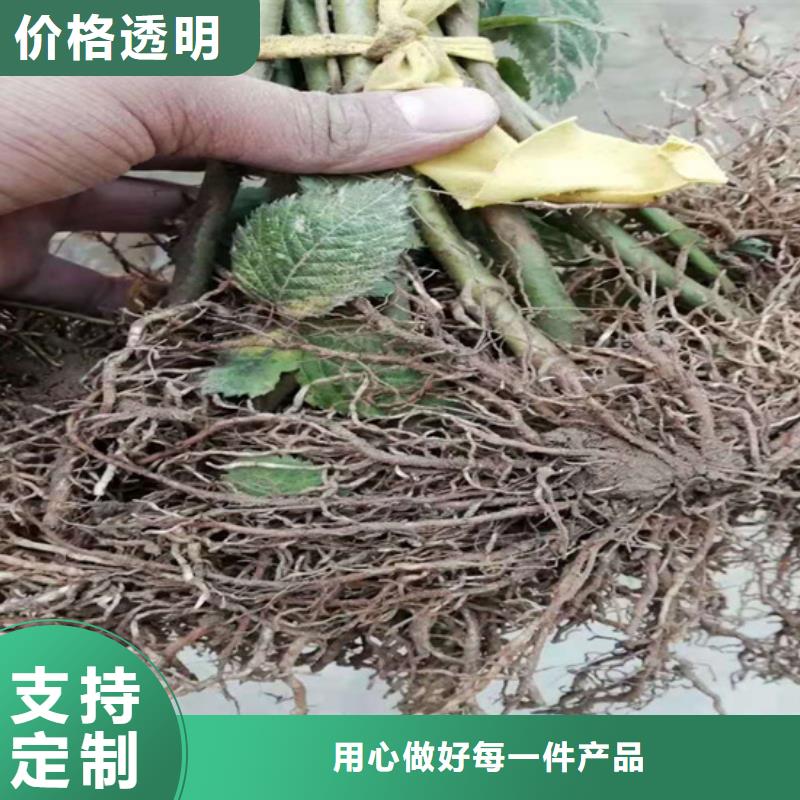 北美冬青-视频-北美冬青-湖北省宜昌市兴山|远安|黄冈|随州|鄂州|荆门|恩施|襄阳|十堰该地制造商