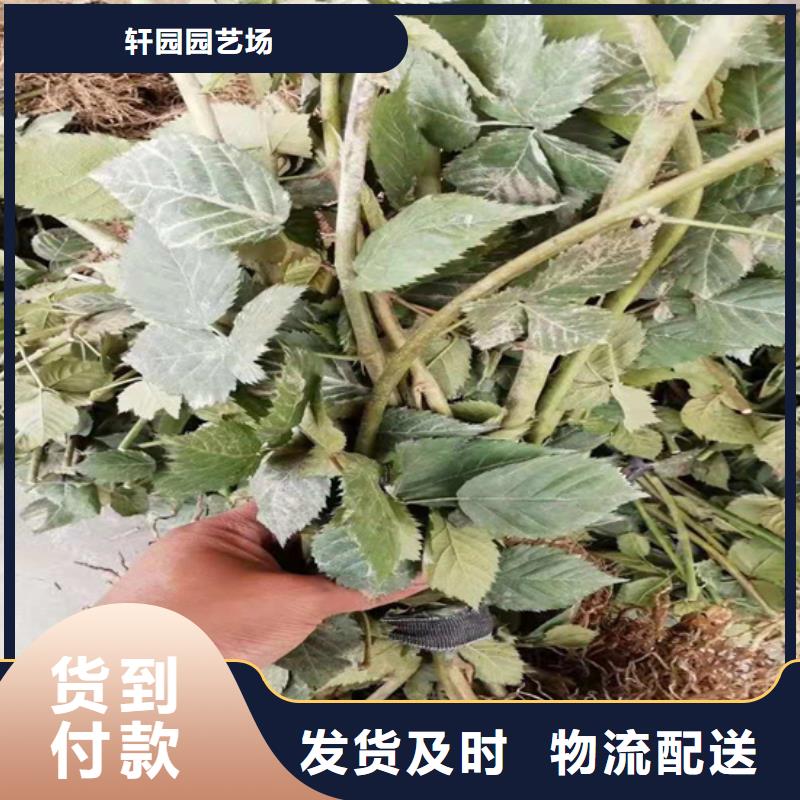 树莓苹果苗好货直供