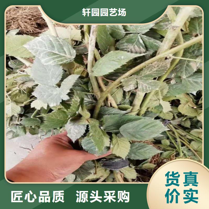 北美冬青-视频-北美冬青-湖北省宜昌市兴山|远安|黄冈|随州|鄂州|荆门|恩施|襄阳|十堰该地制造商