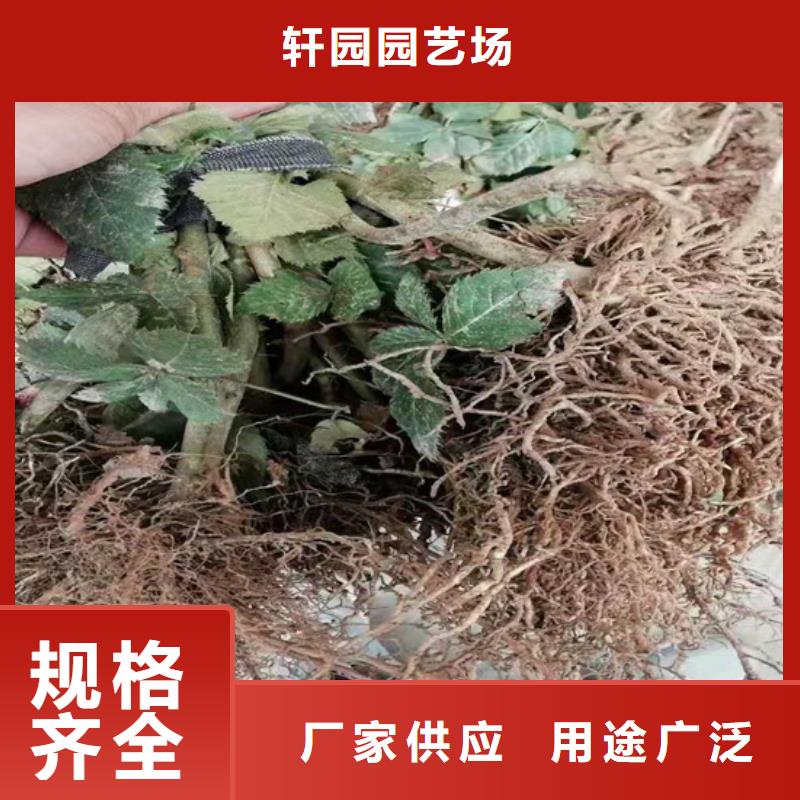 北美冬青-视频-北美冬青-湖北省宜昌市兴山|远安|黄冈|随州|鄂州|荆门|恩施|襄阳|十堰该地制造商